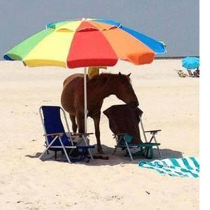 Meet your Posher, Lilly